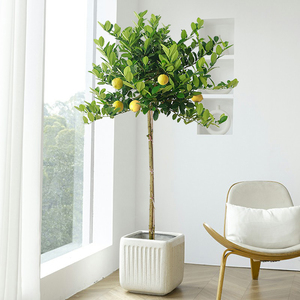 香水柠檬树盆栽大型绿植客厅室内办公室高杆大树植物盆景带果真树