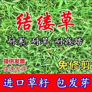 日本结缕草种子进口草坪草籽四季长青矮生耐践踏庭院足球场草种子