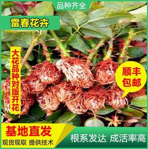 云南昆明《粉佳人》鲜切花玫瑰种苗 月季小苗 盆栽苗 庭院种植