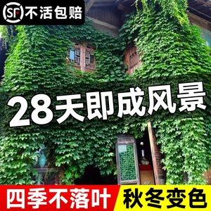 爬山虎爬藤四季常青不落叶藤蔓植物庭院五叶三叶爬墙虎树苗种籽子