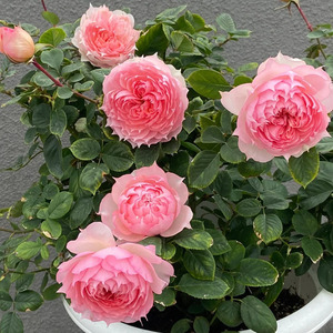 莫妮卡戴维月季花苗大花浓香开花美人尖粉色玫瑰四季盆栽花卉欧月