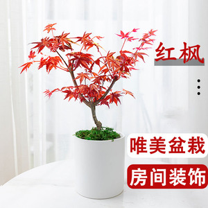 日本红枫树盆栽老桩树苗四季红花卉植物红舞姬室内盆景好养活绿植