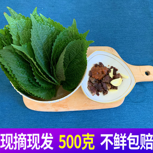 苏子叶新鲜食用包饭韩国烤肉叶日式料理绿色蔬菜紫苏菜叶500g包邮