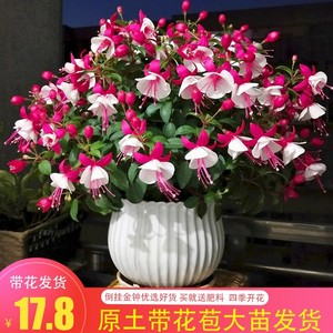 宝莲灯花盆栽倒挂金钟花苗吊钟花室内阳台四季开花灯笼花带花苞大