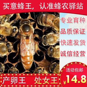 意蜂蜂王种王生产王马蜂蜜蜂金喀喀尔巴阡意蜂王产卵王蜜王处女王