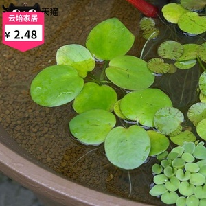 虾缸浮萍水草造景水族箱活体长须台湾圆形浮萍圆心浮草净水植物t 阿里巴巴找货神器 虾缸浮萍水草造景水族箱活体长须台湾圆形浮萍圆心浮草净水植物t 阿里巴巴找货神器