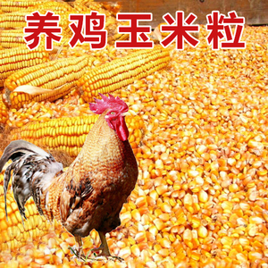 养鸡玉米粒 鸡用家禽饲料粮食小中大鸡养殖专用喂鸡鸽子颗粒宠物