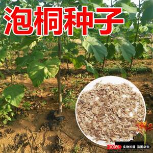 泡桐树种子轻型木质木材树木白花大果泡桐空桐树工程绿化新采种籽