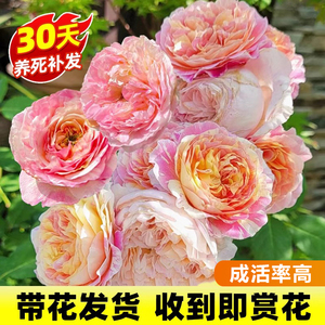 莫奈月季花苗特大花朵型盆栽玫瑰四季带花苞老桩新品欧月花卉绿植