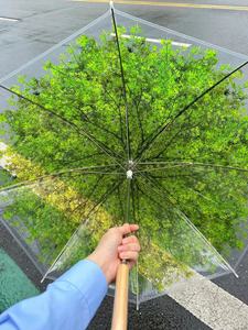 若贝儿树荫透明伞绿荫伞印花伞折叠雨伞长柄伞枫叶雨伞樱花雨伞