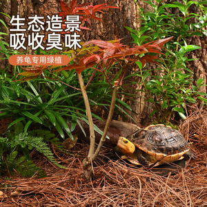 黄缘龟造景植物乌龟缸专用绿植半水龟饲养箱生态环境布景种植用品