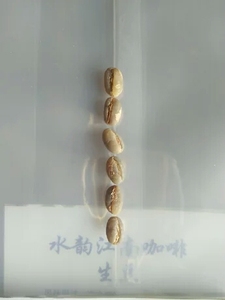 咖啡豆新豆咖啡生豆云南小粒咖啡精品水洗圆豆1千克 水韵江南庄园