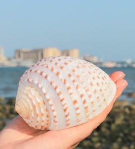 琴螺天然贝壳大海螺多肉花盆摆件道具卷贝鱼寄居蟹繁殖壳鱼缸造景