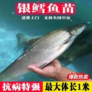 优质银鳕鱼苗淡水养殖大鳞鲃鱼苗食用团头魮锥首魮活大头亮鲃鱼苗