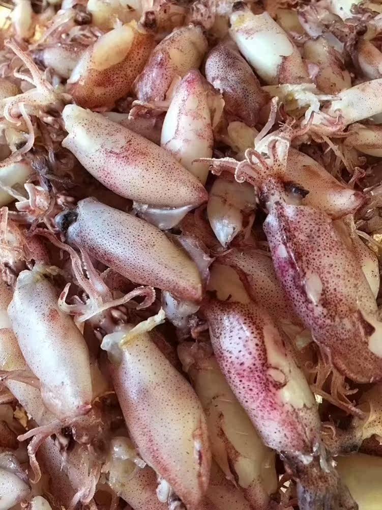 。小管鱿鱼干干海鲜海兔子即食墨鱼干鱿鱼筒新款送礼犹豫渔船自捕