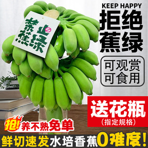 水培香蕉禁止蕉绿苹果蕉整串青香蕉拒绝焦虑芭蕉小米蕉banana花