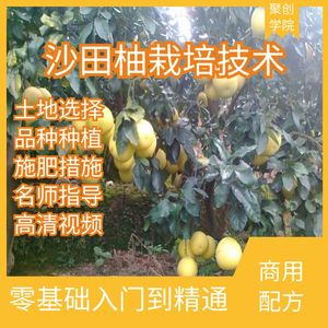 沙田柚栽培技术柚子种植视频教程优质甜橙高产病虫害培训大全