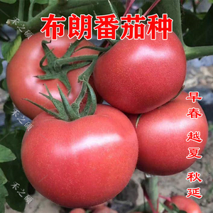 布朗番茄种子番茄苗子 高产粉红大果不裂果耐热抗病毒西红柿种