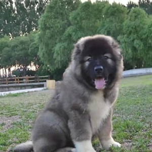 巨型犬俄罗斯熊版高加索幼犬活体纯种狗大型犬护卫犬高加索犬出售