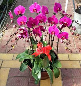 胡蝶兰盆 胡蝶兰盆品牌 价格 阿里巴巴
