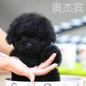 黑色泰迪幼犬全可爱小狗泰迪贵宾犬宠物迷你小泰迪便宜活的纯黑