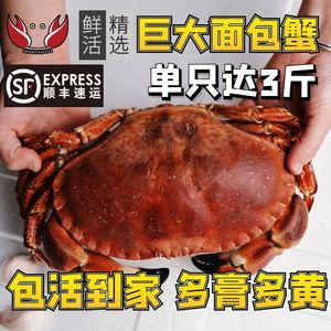 面包蟹鲜活特大螃蟹鲜活深水蟹珍宝蟹熟冻肉蟹英国爱尔兰母蟹膏蟹