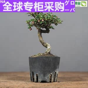 日本红紫檀盆景 日本红紫檀盆景品牌 价格 阿里巴巴 日本红紫檀盆景 日本红紫檀盆景品牌 价格 阿里巴巴