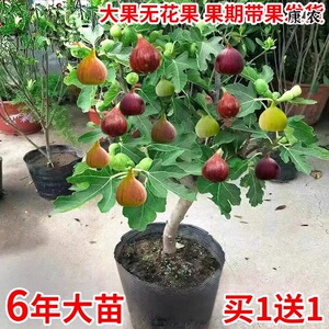 无花果树果苗矮化盆栽特大果波姬红金傲芬斯特拉庭院无花果苗树苗