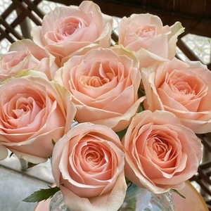 【嘉荷玫瑰-胭脂】一单不发货 任意两单鲜花发顺丰