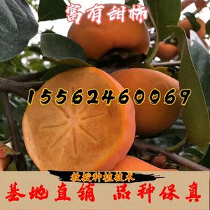 台湾富有柿 淘宝拼多多热销台湾富有柿货源拿货 阿里巴巴货源