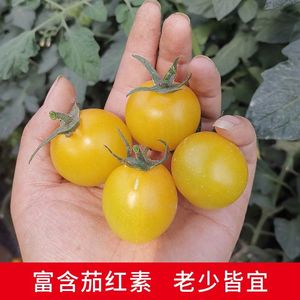 黄姑娘番茄种子小西红柿种籽黑色圣女果黑柿子盆栽菜园大田绿番茄