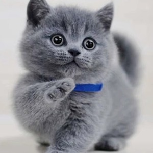 英短蓝猫蓝白折耳布偶猫矮脚美短金银渐层猫咪活物小猫幼猫宠物猫