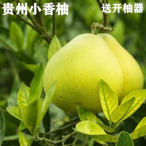 贵州铜仁万山香柚15斤白心柚当季水果雪峰柚年货水果