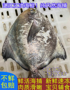 新鲜大白鲳鱼海捕特大斗鲳鱼深海鱼生鲜水产中华鲳湛江江洪海鲜