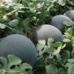 黑皮红瓤无籽西瓜种子超甜特大巨型四季春季懒汉南方种籽蔬菜种孑