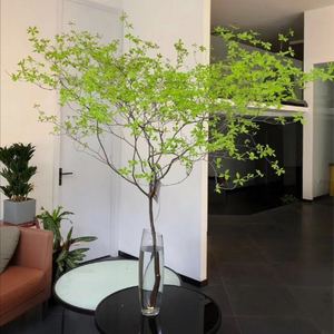 吊钟植物水养客厅吊钟花 植物 日本水培鲜切枝条日式马醉木进口树