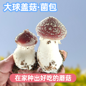 大球盖菇蘑菇种植包菌包盆栽皱环球家庭阳台趣味养殖多肉植物菌包