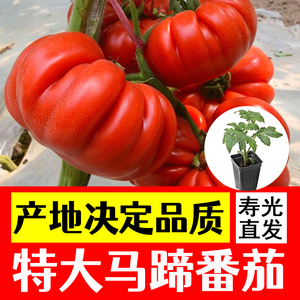 马蹄番茄种子种苗白番茄种子黄圣女小番茄种子白色柿子种子