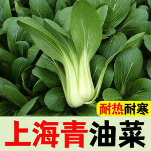 耐寒秋冬季四季上海青种子小青菜菜种子大头菜青菜南方上海青菜