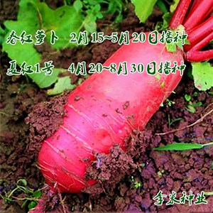 南京绿领种业春季红萝卜种子夏季红萝卜种籽红皮白肉四季蔬菜种孑