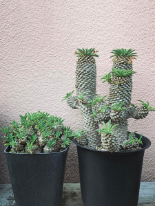 植物员外铁甲麒麟群生一物一拍峨眉山大戟科块根多肉植物盆栽 阿里巴巴找货神器