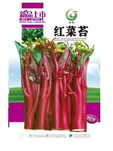 红菜薹种子菜苔种紫菜苔种籽红油菜种子阳台盆栽蔬菜种子菜心易种