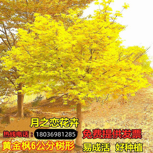 绿化树苗日本橙之梦黄金枫树苗庭院别墅四季黄金苗南北方种植