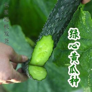 青皮青肉黄瓜种子高产密刺节节有瓜绿皮绿瓤甜脆水果黄瓜蔬菜种籽