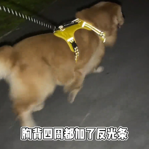 金毛背心式狗狗牵引绳中大型犬拉布拉多幼犬可调节胸背带遛狗绳子