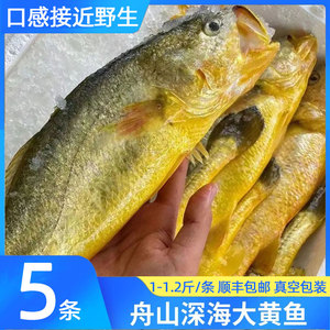 舟山黄鱼新鲜冷冻生态大黄花鱼鲜活海捕东海深海圈养海鲜水产 5条