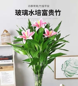 客吸竹富贵竹植物观音竹百合花办公室开运甲醛转运竹水养加仿真