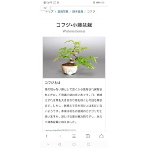 日本姬紫藤 淘宝拼多多热销日本姬紫藤货源拿货 阿里巴巴货源