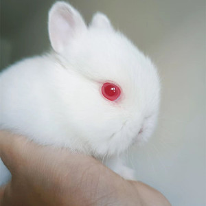 侏儒纯白红眼兔子活物小型长不大儿童宿舍宠物兔迷你兔荷兰兔活体