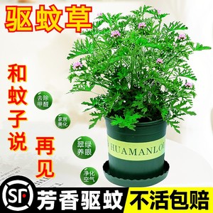 驱蚊草植物盆栽水培薄荷室内室外祛蚊种籽子庭院天竺葵开花防蚊虫